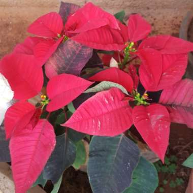 Euphorbia pulcherrima