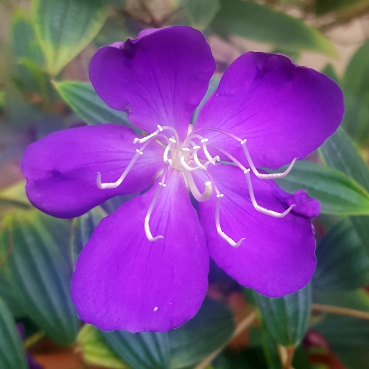 plant image 861422