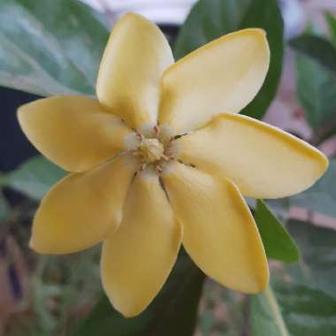 Gardenia