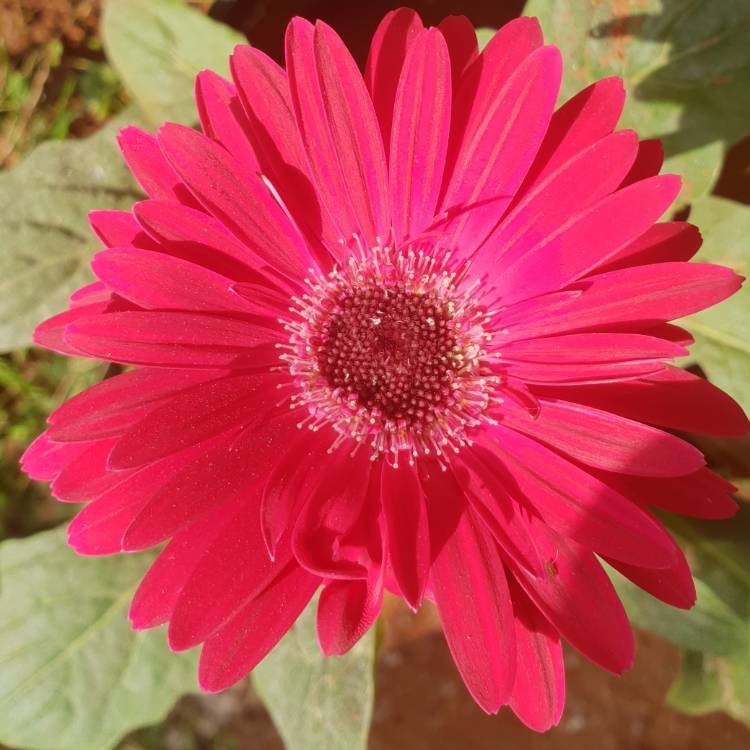 plant image 942494
