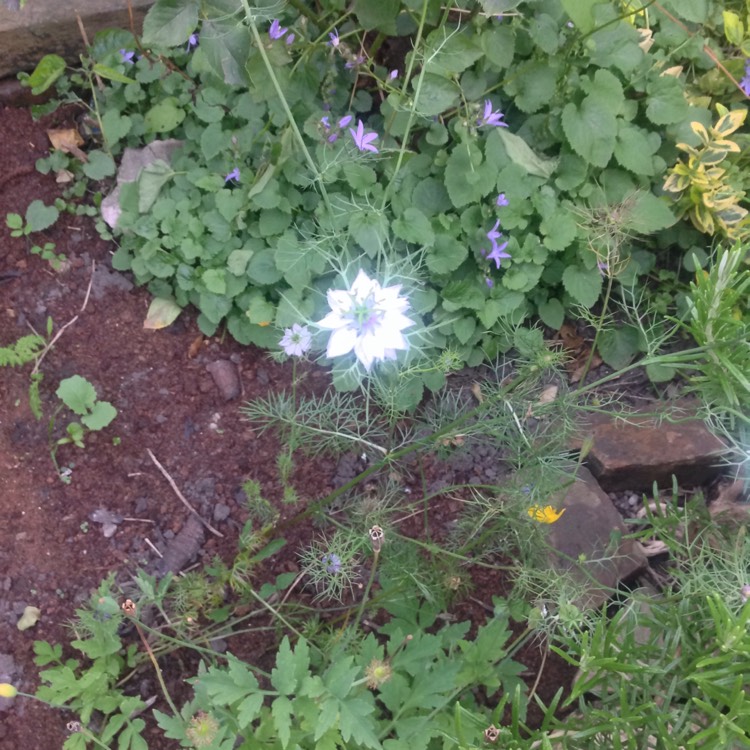 Plant image Nigella papillosa 'African Bride'