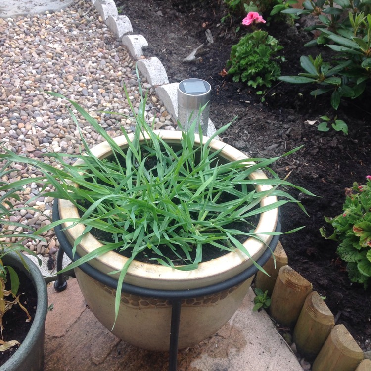 Plant image Avena Sativa