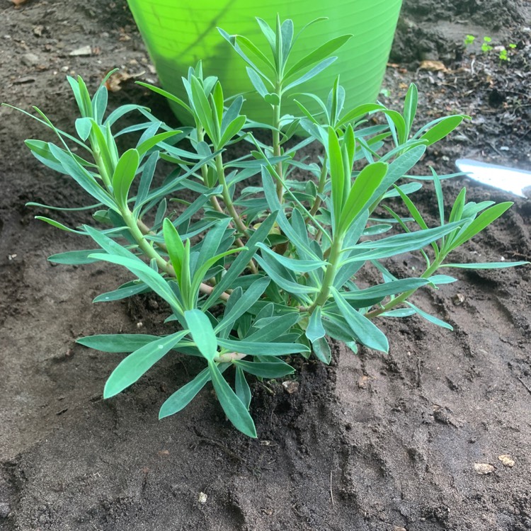 Plant image Euphorbia characias subsp. characias 'Humpty Dumpty' syn. Euphorbia wulfenii 'Humpty Dumpty'