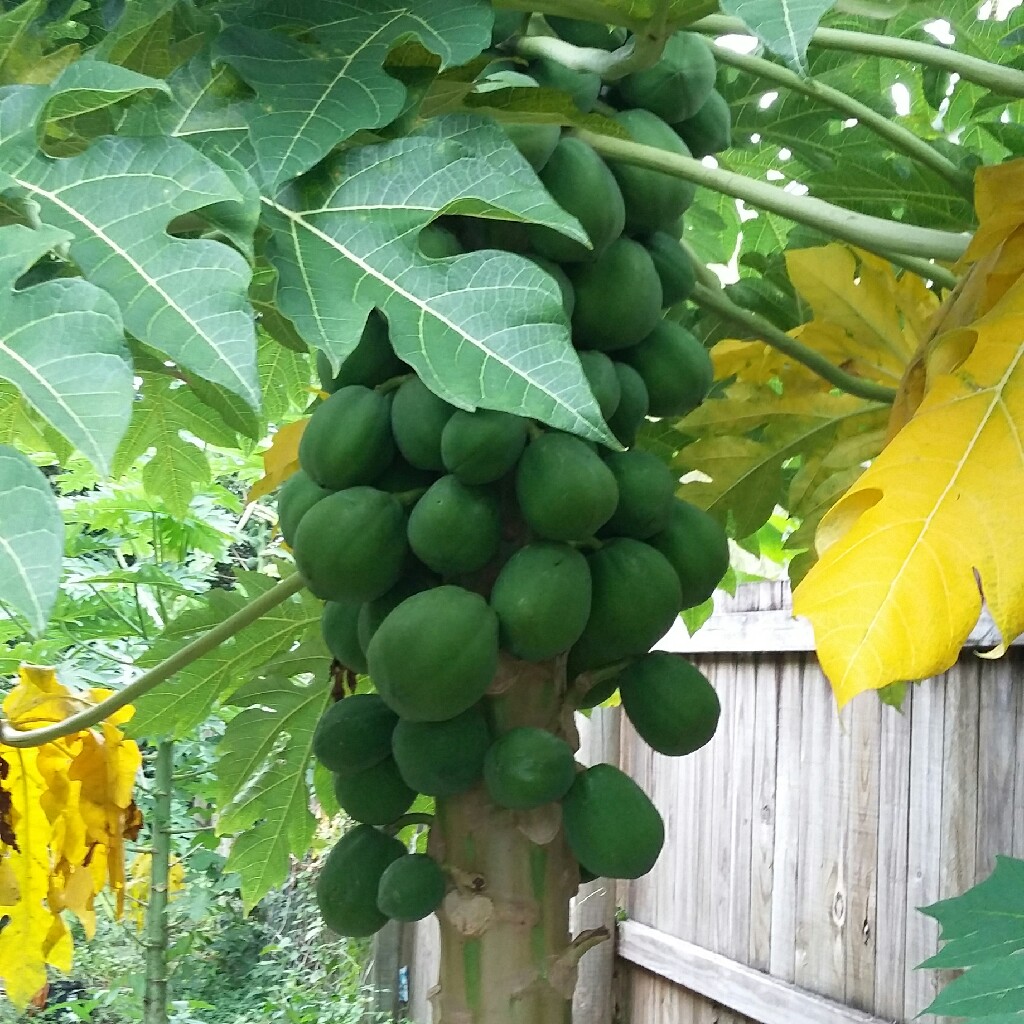 Plant image Asimina triloba