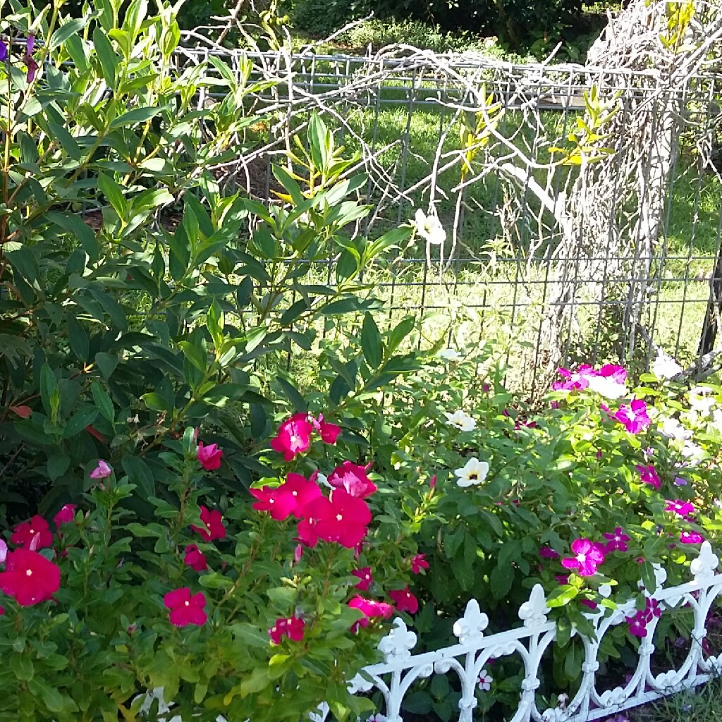 Martha's garden