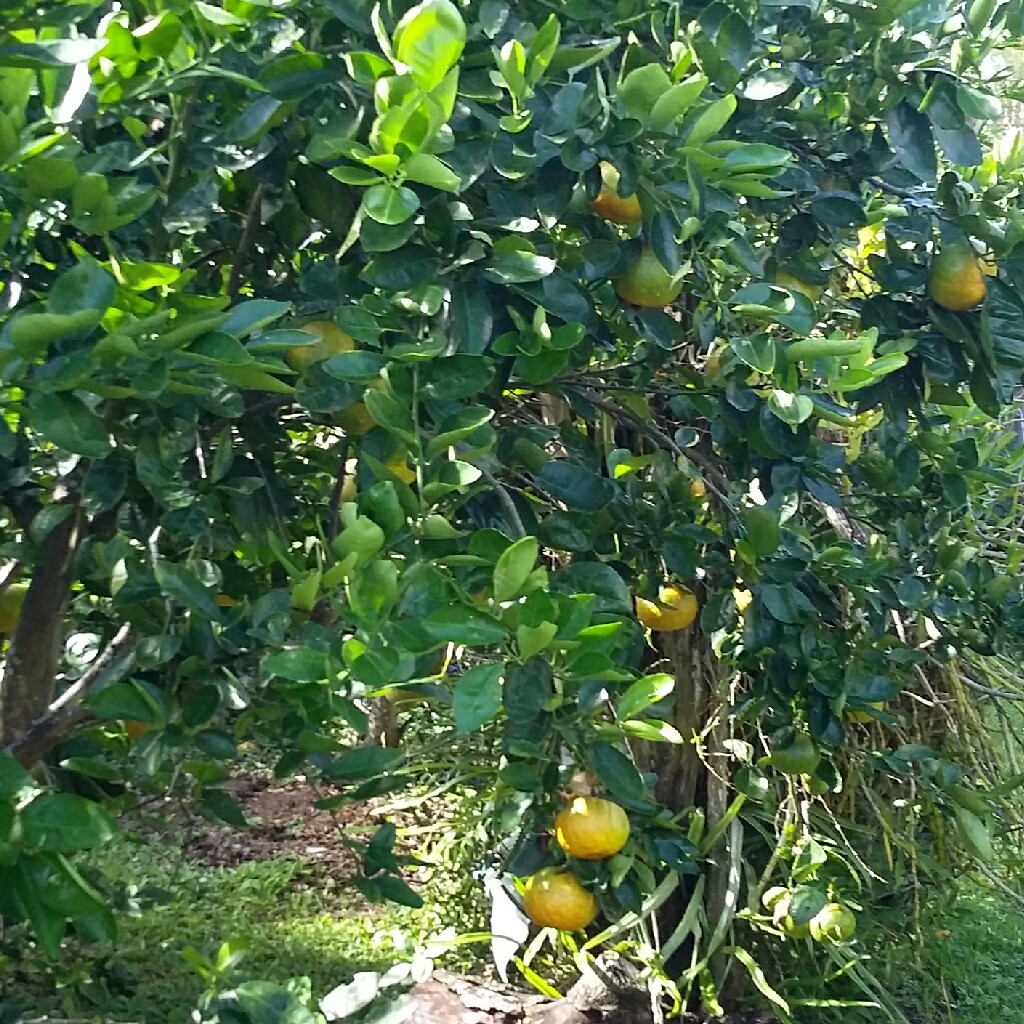 Mandarin Tree
