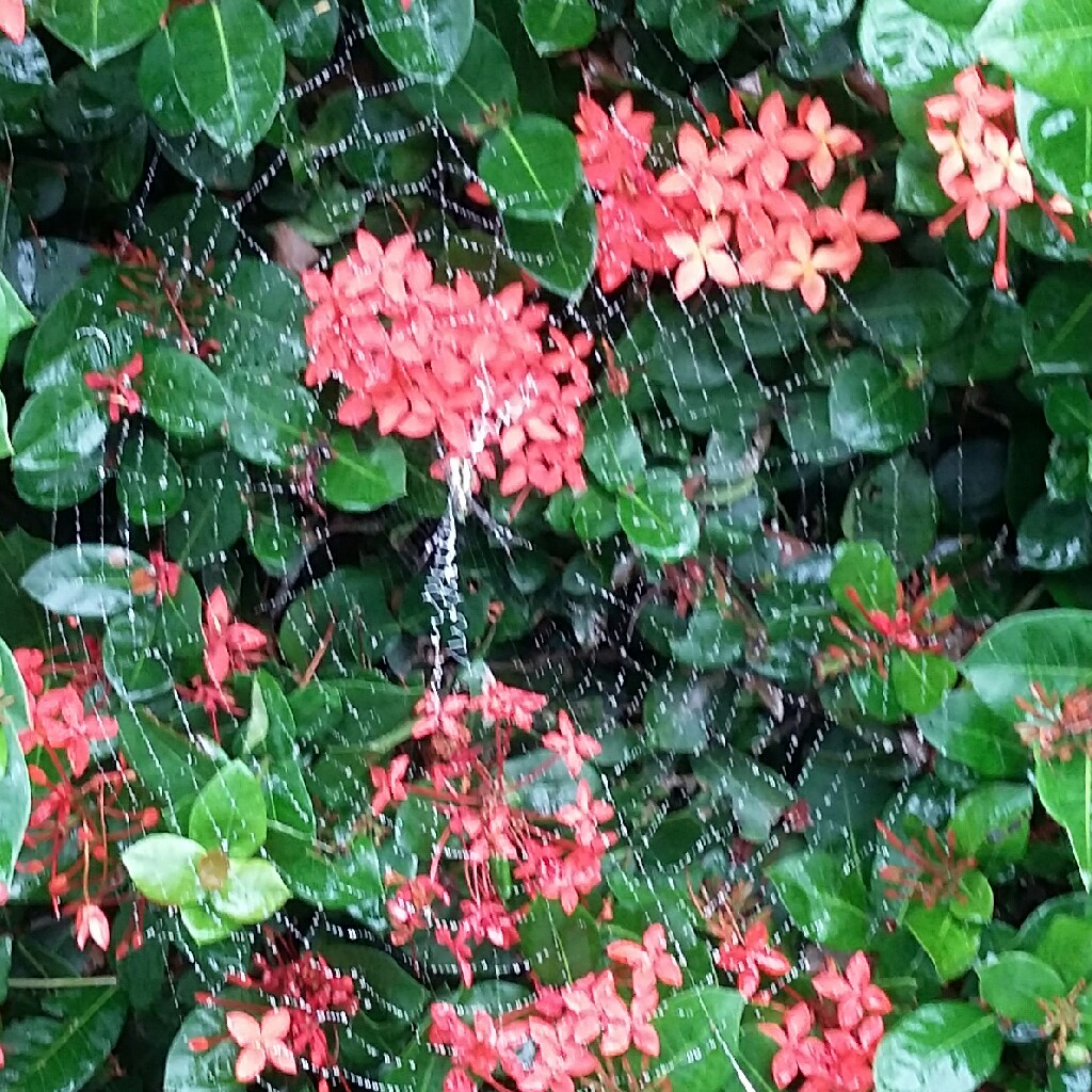 Ixora coccinea