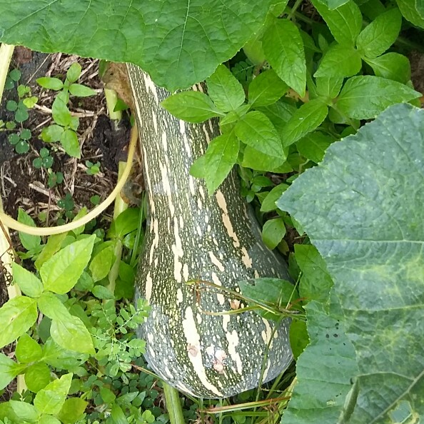 Squash