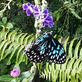Martha's garden