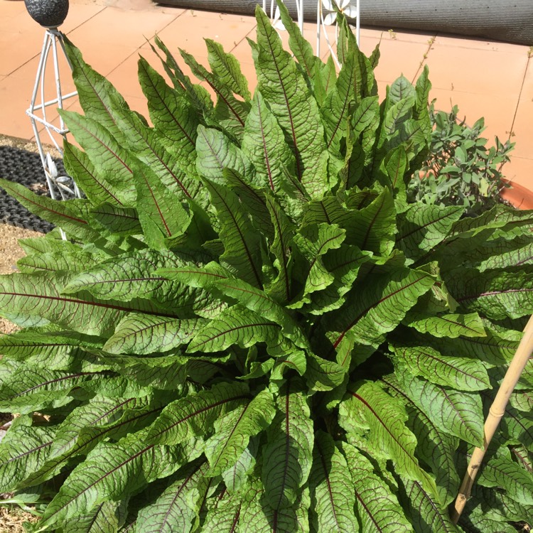Plant image Rumex sanguineus var. sanguineus