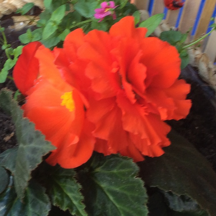 Plant image Begonia 'Solenia Orange'