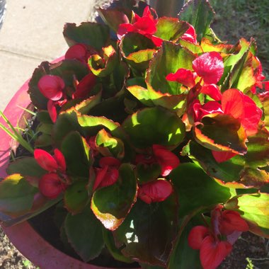 Begonia