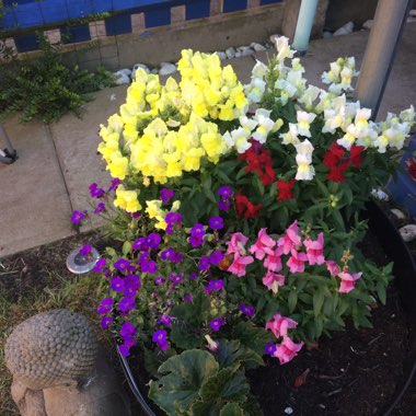 Summer Snapdragon