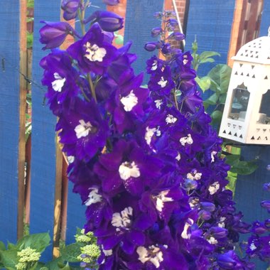 Delphinium 'Aurora Deep purple'