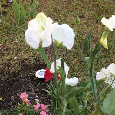Sweet pea 'Kingfisher'