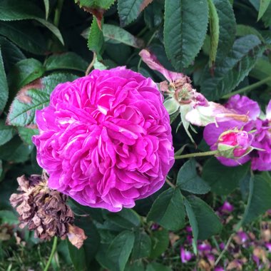 Gaynor's garden