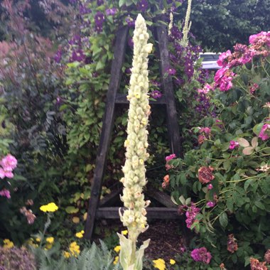 Gaynor's garden