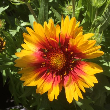 Gaynor's garden