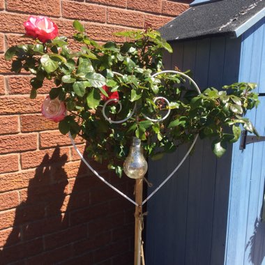 Gaynor's garden