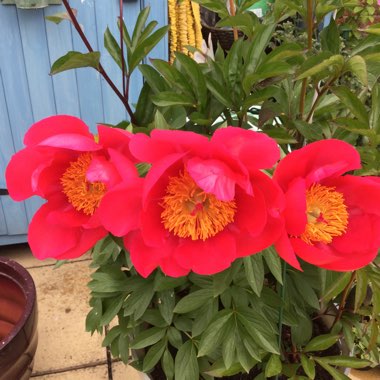 Gaynor's garden
