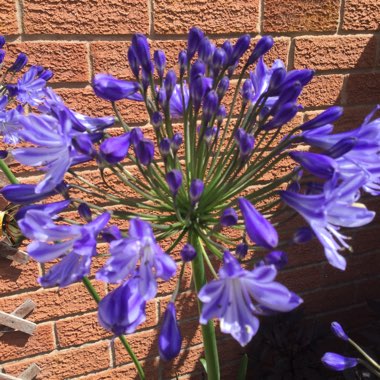 Gaynor's garden