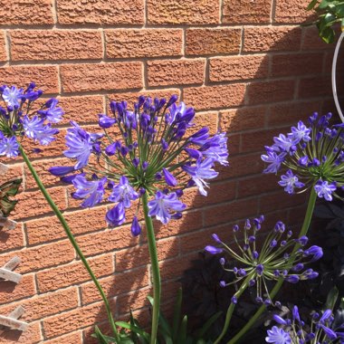 Gaynor's garden