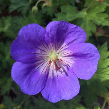 Gaynor's garden