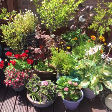 Gaynor's garden