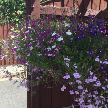 Gaynor's garden