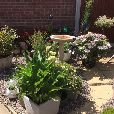 Gaynor's garden