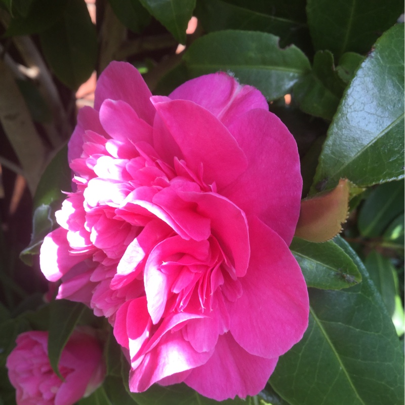 Plant image Camellia japonica 'Pink'