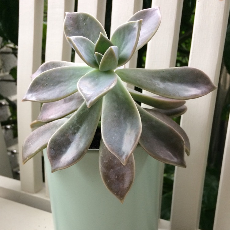 plant image 409897