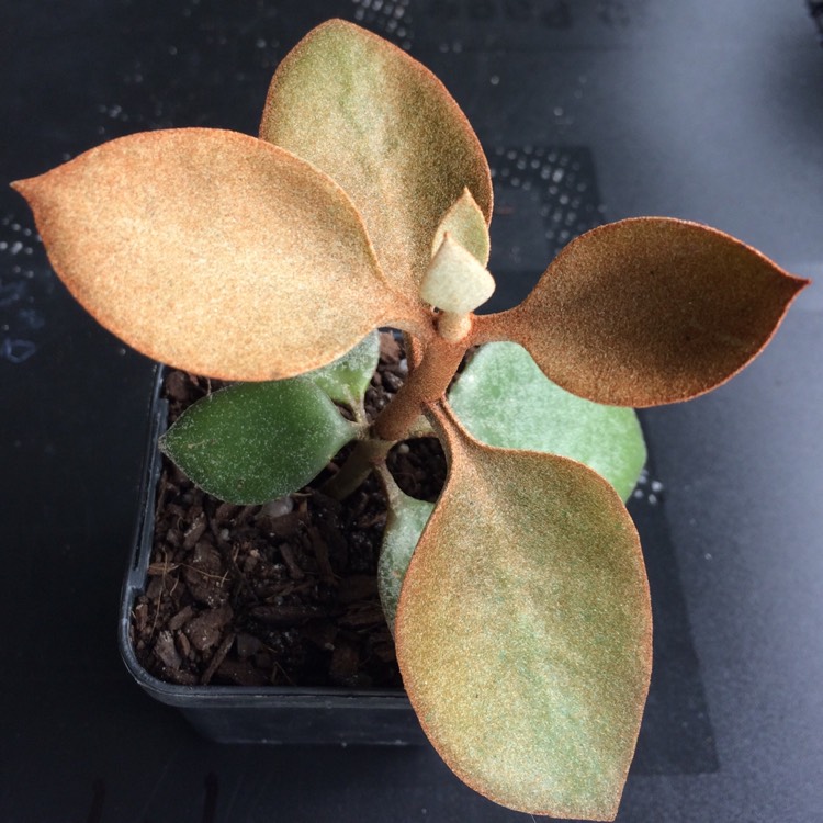 Plant image Kalanchoe orgyalis