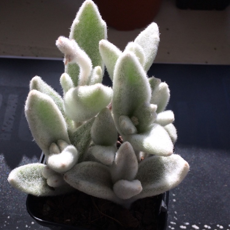 Plant image Kalanchoe eriophylla