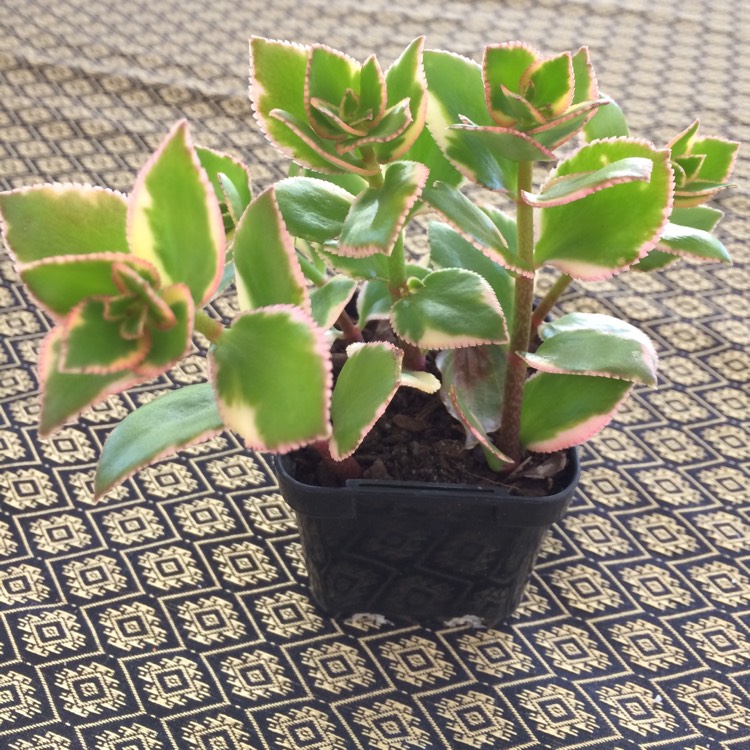 Plant image Crassula Sarmentosa Variegata