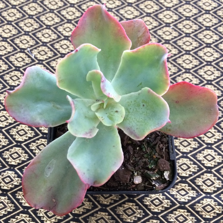 Plant image Echeveria Blue Jay