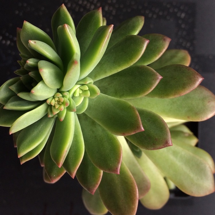 Plant image xSedeveria Darley Dale