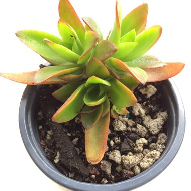 Crassula Coccinea