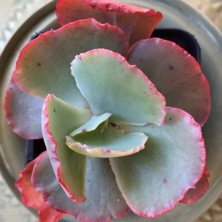 Plant image Echeveria Sun Dancer