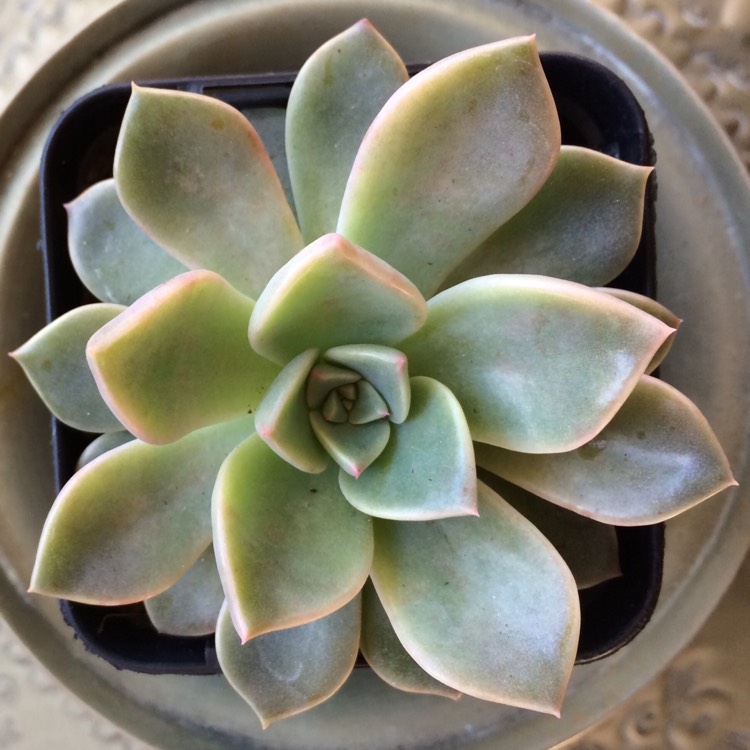 Plant image xGraptoveria Marpin
