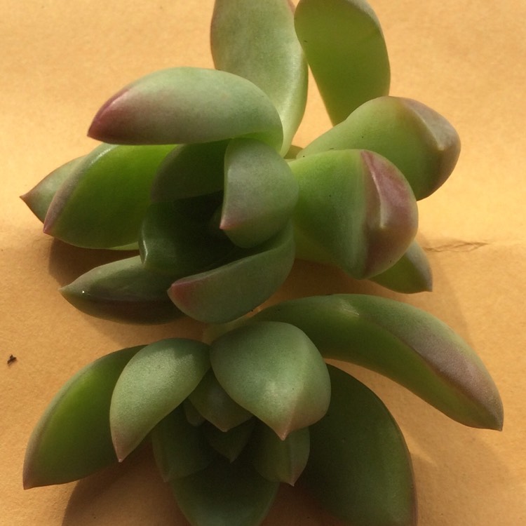 Plant image xSedeveria Golden Goddess