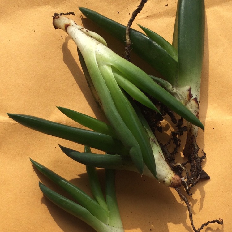 Plant image Aloe 'Black Gem'