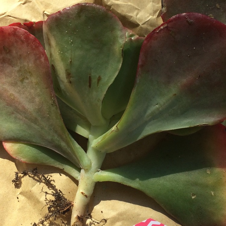 Plant image Echeveria Red Sails