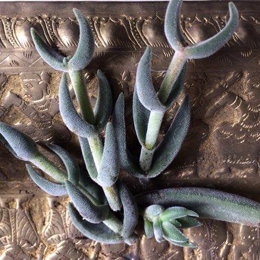 Crassula 'Surprise Party'