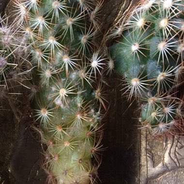 Lady Finger Cactus