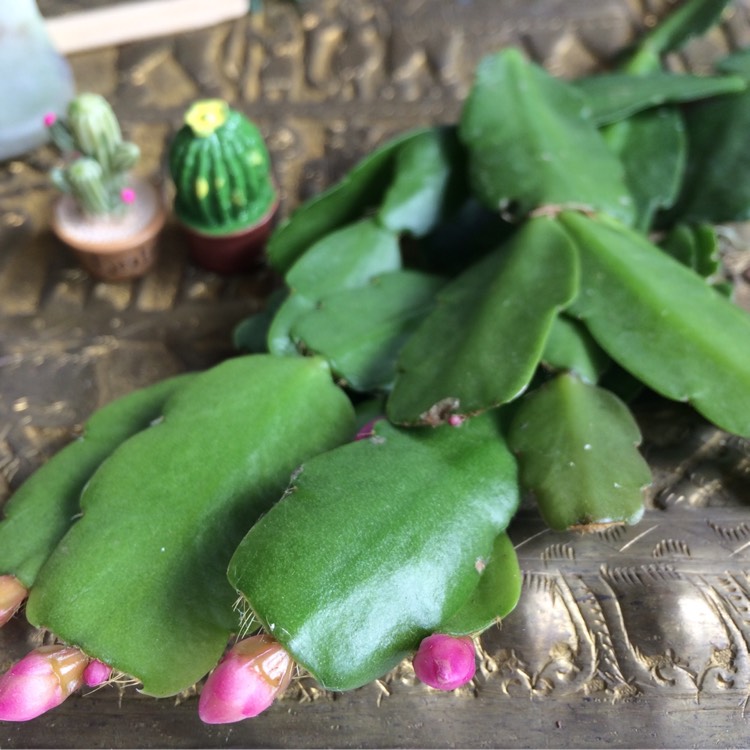 Plant image Schlumbergera Fantasy