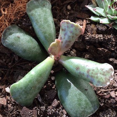 Adromischus 'Plover Eggs Plant'