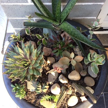 Gaynor's garden