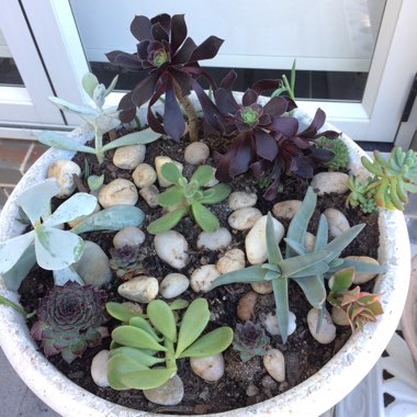 Gaynor's garden