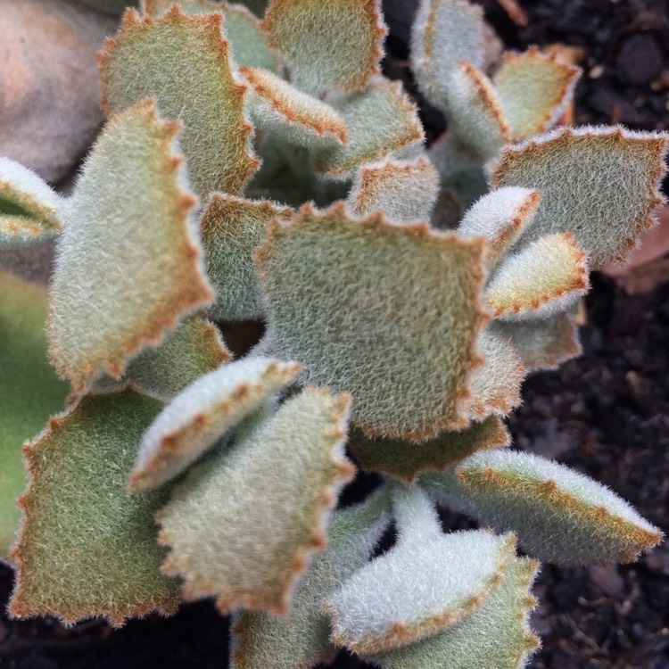 Plant image Kalanchoe Beharensis Oak Leaf